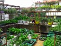4 cách chống nóng sân thượng rẻ tiền mà vô cùng hiệu quả