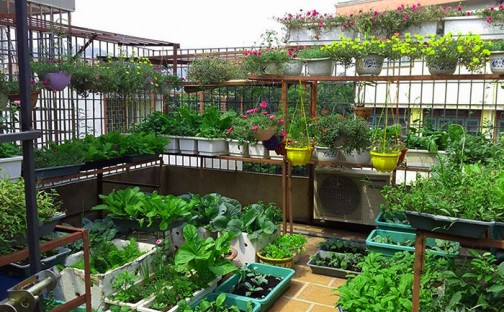 4 cách chống nóng sân thượng rẻ tiền mà vô cùng hiệu quả